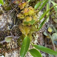 Bulbophyllum elisae (Pineapple Orchid) at Girraween, QLD - 8 Sep 2024 by Tapirlord