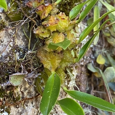 Bulbophyllum elisae (Pineapple Orchid) at Girraween, QLD - 8 Sep 2024 by Tapirlord