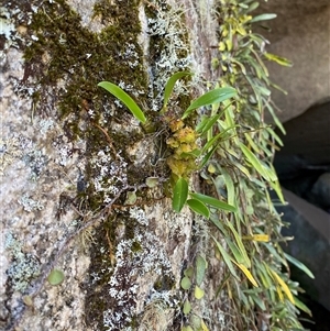 Bulbophyllum elisae at suppressed - suppressed