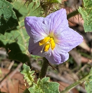 Solanum ditrichum (Sprawling Solanum) at Girraween, QLD by Tapirlord