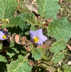 Solanum ditrichum at Girraween, QLD - 8 Sep 2024 10:31 AM
