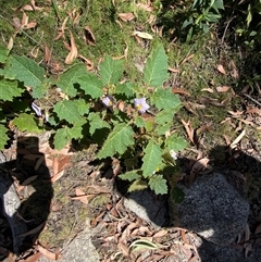 Solanum ditrichum at Girraween, QLD - 8 Sep 2024 10:31 AM