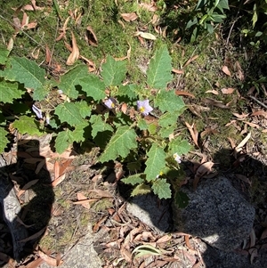 Solanum ditrichum at Girraween, QLD - 8 Sep 2024 10:31 AM