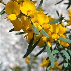 Pultenaea flexilis (Graceful Bush-pea) at Girraween, QLD - 8 Sep 2024 by Tapirlord