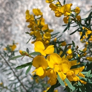 Pultenaea flexilis at Girraween, QLD - 8 Sep 2024 10:30 AM