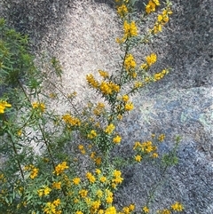 Pultenaea flexilis at Girraween, QLD - 8 Sep 2024 10:30 AM