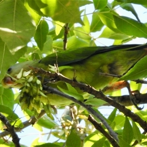 Polytelis swainsonii (Superb Parrot) at Aranda, ACT by KMcCue