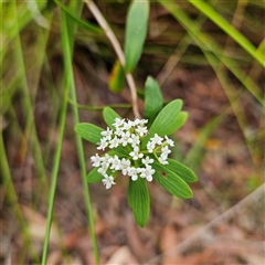 Platysace lanceolata (Shrubby Platysace) at Ulladulla, NSW - 23 Jan 2025 by MatthewFrawley