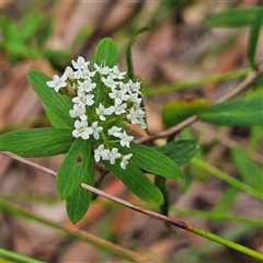 Platysace lanceolata at Ulladulla, NSW - 23 Jan 2025 02:19 PM