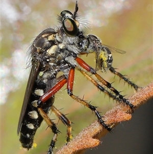 Thereutria amaraca (Spine-legged Robber Fly) at Acton, ACT by TimL