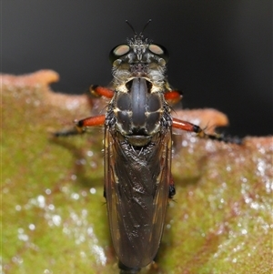 Thereutria amaraca at Acton, ACT - 21 Jan 2025 12:29 PM