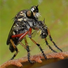 Thereutria amaraca at Acton, ACT - 21 Jan 2025 12:29 PM