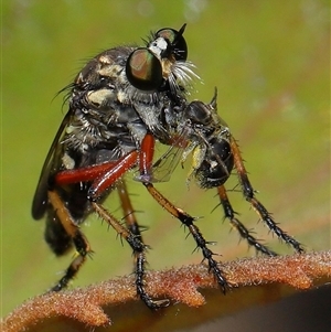 Thereutria amaraca at Acton, ACT - 21 Jan 2025 12:29 PM