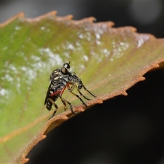 Thereutria amaraca at Acton, ACT - 21 Jan 2025 12:29 PM