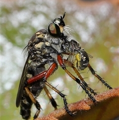 Thereutria amaraca at Acton, ACT - 21 Jan 2025 12:29 PM