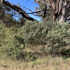 Acacia boormanii (Snowy River Wattle) at Kenny, ACT - 16 Jan 2025 by waltraud