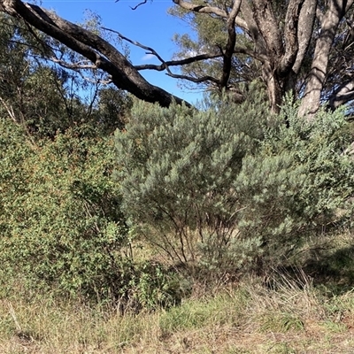 Acacia boormanii (Snowy River Wattle) at Kenny, ACT - 17 Jan 2025 by waltraud