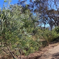 Acacia cultriformis (Knife Leaf Wattle) at Kenny, ACT - 17 Jan 2025 by waltraud