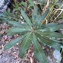 Banksia integrifolia (Coast Banksia) at Girraween, QLD - 8 Sep 2024 by Tapirlord