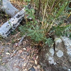 Banksia integrifolia at Girraween, QLD - 8 Sep 2024 03:31 PM