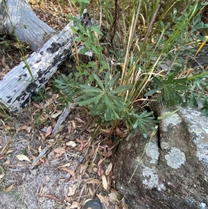 Banksia integrifolia at Girraween, QLD - 8 Sep 2024 03:31 PM