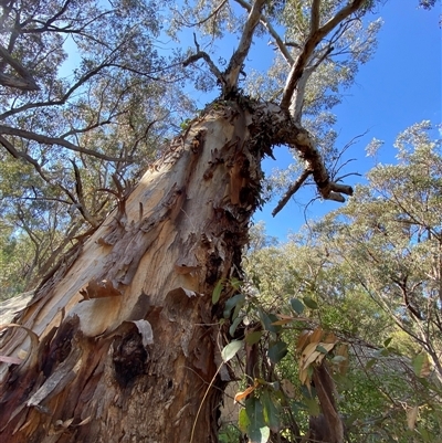 Eucalyptus deanei (Mountain Blue Gum, Deane's Gum) at Girraween, QLD - 8 Sep 2024 by Tapirlord