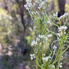 Conospermum taxifolium (Variable Smoke-bush) at Girraween, QLD - 8 Sep 2024 by Tapirlord