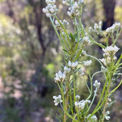 Conospermum taxifolium (Variable Smoke-bush) at Girraween, QLD - 8 Sep 2024 by Tapirlord