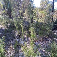 Conospermum taxifolium at Girraween, QLD - 8 Sep 2024 01:41 PM