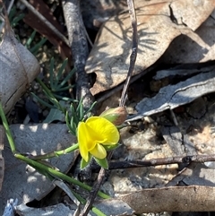 Gompholobium inconspicuum (Creeping Wedge-pea) at Girraween, QLD - 8 Sep 2024 by Tapirlord