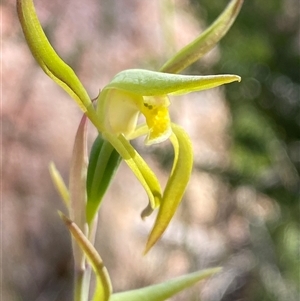 Lyperanthus suaveolens (Brown Beaks) at Girraween, QLD by Tapirlord