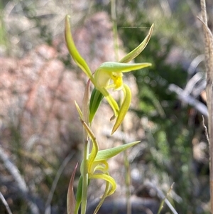 Lyperanthus suaveolens at Girraween, QLD - suppressed