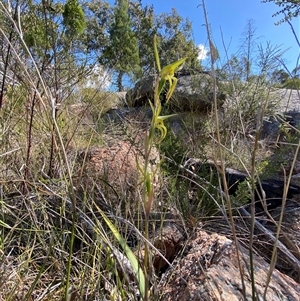 Lyperanthus suaveolens at Girraween, QLD - suppressed