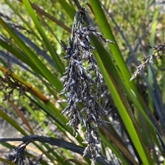 Lepidosperma viscidum (Sticky Sword-Sedge) at Girraween, QLD - 8 Sep 2024 by Tapirlord