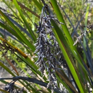 Lepidosperma viscidum at Girraween, QLD - 8 Sep 2024 01:35 PM
