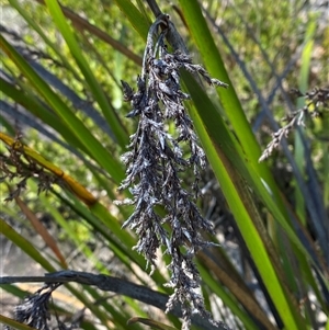 Lepidosperma viscidum (Sticky Sword-Sedge) at Girraween, QLD by Tapirlord