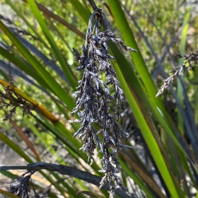 Lepidosperma viscidum (Sticky Sword-Sedge) at Girraween, QLD - 8 Sep 2024 by Tapirlord