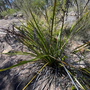 Lepidosperma viscidum at Girraween, QLD - 8 Sep 2024 01:35 PM