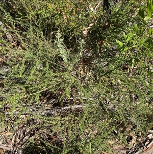 Dodonaea hirsuta at Girraween, QLD - 8 Sep 2024 01:34 PM