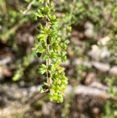 Dodonaea hirsuta at Girraween, QLD - 8 Sep 2024 01:34 PM