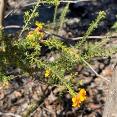 Dillwynia phylicoides (A Parrot-pea) at Girraween, QLD - 8 Sep 2024 by Tapirlord