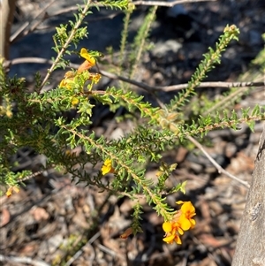 Dillwynia phylicoides (A Parrot-pea) at Girraween, QLD by Tapirlord