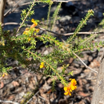 Dillwynia phylicoides (A Parrot-pea) at Girraween, QLD - 8 Sep 2024 by Tapirlord