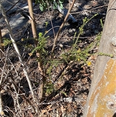 Dillwynia phylicoides at Girraween, QLD - 8 Sep 2024 01:33 PM
