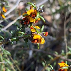 Mirbelia pungens (Prickly Mirbelia) at Girraween, QLD by Tapirlord