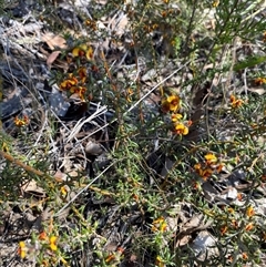 Mirbelia pungens at Girraween, QLD - 8 Sep 2024 01:31 PM