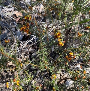 Mirbelia pungens at Girraween, QLD - 8 Sep 2024 01:31 PM