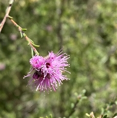 Kunzea obovata at Girraween, QLD - 8 Sep 2024 01:31 PM