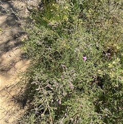 Kunzea obovata at Girraween, QLD - 8 Sep 2024 01:31 PM