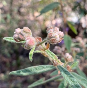 Unidentified Other Shrub at Girraween, QLD by Tapirlord